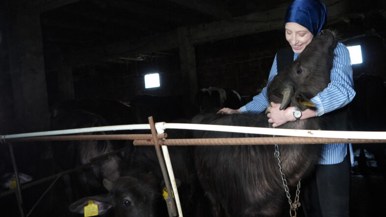 Bayburt'ta Tarıma Destekle Kadın Manda Yetiştiricisi Şafak Eraslan